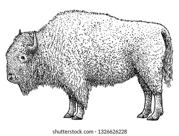 Bison illustration, drawing, engraving, ink, line art, vector