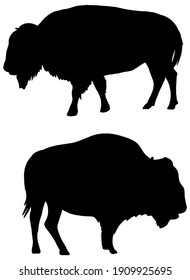 Bison Silhouette In Black On White Background 