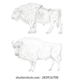 Bison, sketch, set. Vector illustration