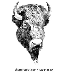 bison sketch vector graphics black and white monochrome figure head