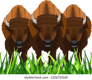 Bison Trio in the grass isolated on white  vector concept illustration