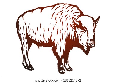 Bison Vector illustration - Hand drawn - Out line