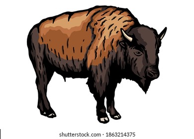 Bison Vector illustration - Hand drawn