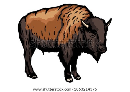 Bison Vector illustration - Hand drawn