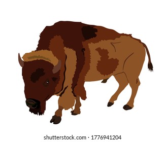 Bison vector illustration isolated on white background. Portrait of Buffalo male, symbol of America. Strong animal, Indian culture.