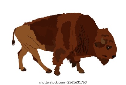 Bison vector illustration isolated on white background. Portrait of Buffalo male, symbol of America. Strong animal, Indian culture.