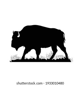 Bison vector stock illustration. black and white buffalo. European bison close-up. Bull. A Canadian animal, a mammal. Isolated on a white background.