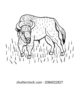 Bison. Vektorgrafik eps10. Einzeln auf weißem Hintergrund, Umriss, handgezeichnet.