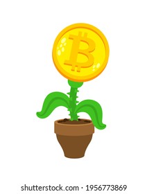 Bitcoin plant in pot. Cryptocurrency flower.
