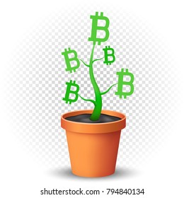 Bitcoins grows in the flowerpot with shadow on transparent background. Green crypto money growing illustration