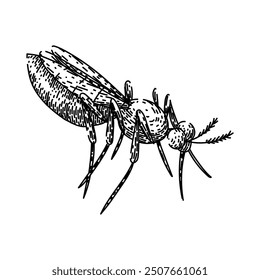 Dibujado a mano por la picadura de mosquito. dengue de la malaria, virus del Zika, bosquejo del Vector del mosquito de la picadura del control de insectos. ilustración negra aislada
