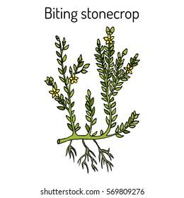 Biting stonecrop (Sedum acre), or goldmoss, ornamental and medicinal plant. Hand drawn botanical vector illustration