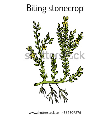 Biting stonecrop (Sedum acre), or goldmoss, ornamental and medicinal plant. Hand drawn botanical vector illustration