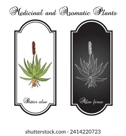Bitter aloe (Aloe ferox), edible and medicinal plant. Hand drawn botanical vector illustration