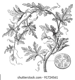 Bitter apple - Citrullus Colocynthis (Medicinal plant) - Vintage illustration from Meyers Konversations-Lexikon 1897