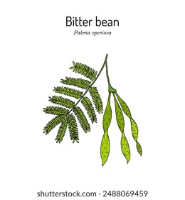 Bitter bean, or twisted cluster bean (Parkia speciosa), edible and medicinal plant. Hand drawn botanical vector illustration