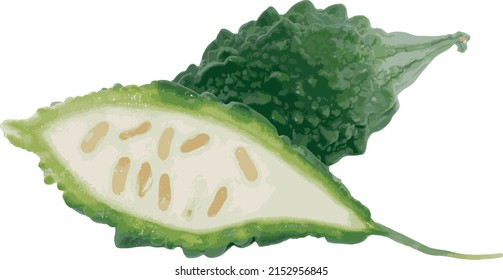 The Bitter Cucumber, Balsum Pear. (Scientific name Momordica charantia)