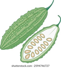 Bitter Gourd - Flat Style Vector Illustration