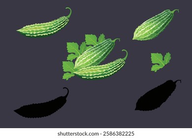 bitter gourd illustration on background