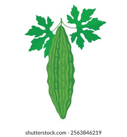 bitter gourd with leaves vector illustration in flat style