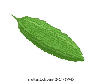 Bitter gourd vector illustration material