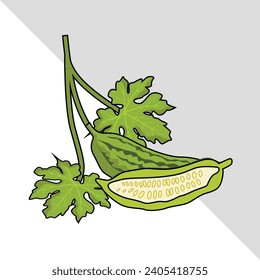 bitter gourd vegetable vector illustration with leaves isolated graphic