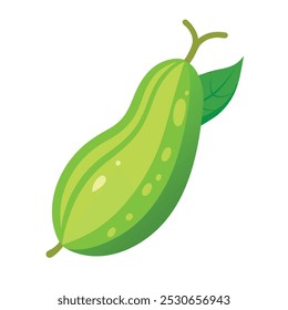 Bitter Ground Vegetable Vectors Color Image 