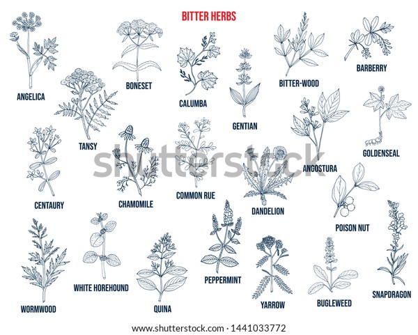 Bitter Herbs Collection Hand Drawn Set Stock Vector (Royalty Free ...