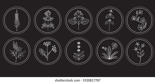 Bitter herbs hand drawn collection. Doodle set of medicinal herbs. Plants in sketch style, isolated. Logo.