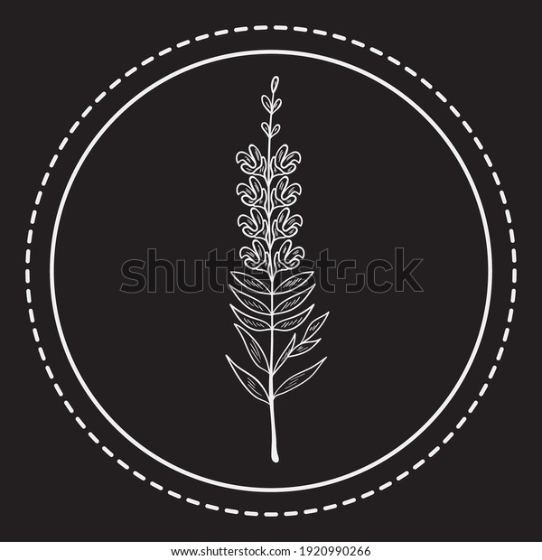 Bitter Herbs Hand Drawn Collection Doodle Stock Vector (Royalty Free) 1920990266 Shutterstock