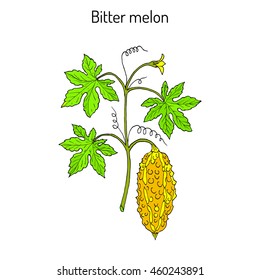 Bitter melon, or balsam-pear (Momordica charantia). Hand drawn botanical vector illustration