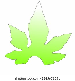 Bitter melon leaves vector, botanically classified as Momordica charantia.used for various medicinal purposes.