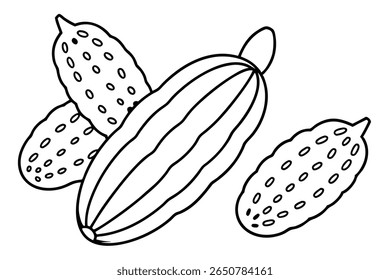 bitter melon line art engraving style isolated vegetable image