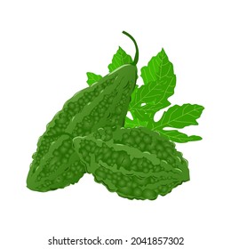 Bitter melon, Set of bitter melon and leaves isolated on white background, Vector illustration.