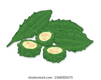 Bitter melon, Set of bitter melon and leaves isolated on white background, Vector illustration.