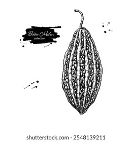 Bitter melon vector drawing. Hand drawn bitter gourd sketch. Vintage Asia food illustration. 