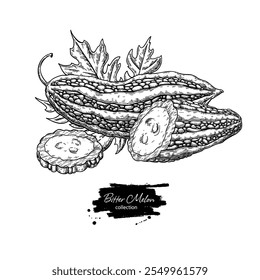 Bitter melon vector drawing. Hand drawn bitter gourd sketch. Vintage Asia food illustration. Whole and sliced vegetable with leaf. Organic product.