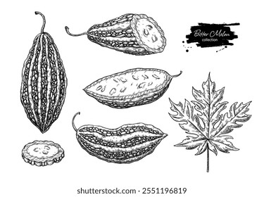 Conjunto de desenho de vetor de melão amargo. Esboço de cabaça amarga desenhado à mão. Ilustração de comida asiática vintage. Vegetal inteiro e cortado com folha. Produto biológico.