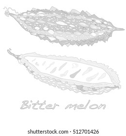 Bitter melon vector isolated on white background