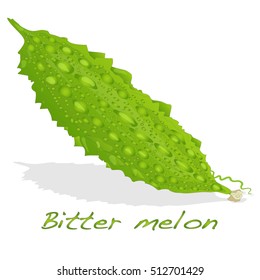 Bitter melon vector isolated on white background