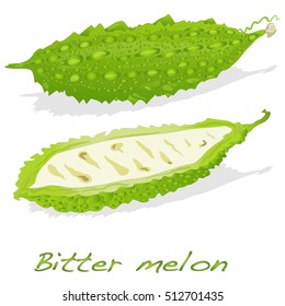 Bitter melon vector isolated on white background