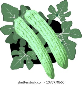 Bitter melon,Green bitter gourd  with green leaf and flower, vegetables  vector Illustration on a white background