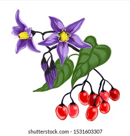 Bitter nightshade plant - violet flowers,  leaves, red berries. Vector illustration