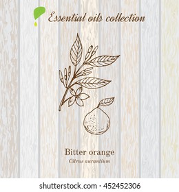 Bitter orange, essential oil label, aromatic plant. Vector illustration