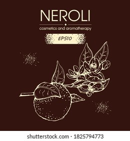 Bitter orange flowers, buds, fruits . Detailed hand-drawn sketches, vector botanical illustration.  For menu, label, packaging design.