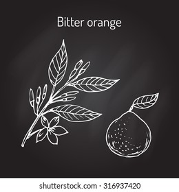 Bitter orange, Seville orange, sour orange, bigarade orange, or marmalade orange, twig with flowers. Vector illustration