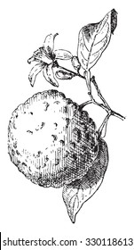 Bitter Orange or Sour Orange or Seville orange or marmalade orange, vintage engraved illustration. Dictionary of words and things - Larive and Fleury - 1895.

