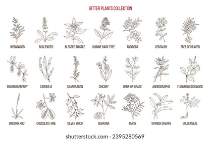 Bitter plants collection. Hand drawn botanical vector illustration