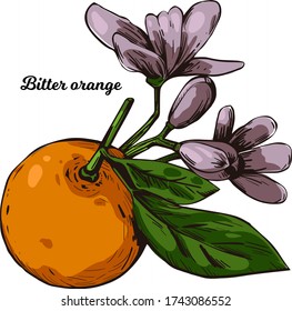 Bitter Seville sour bigarade marmalade orange citrus tree Citrus aurantium leaf and purple flowers. Vector illustration of tropical exotic fruit, essential oil, perfume flavoring or solvent