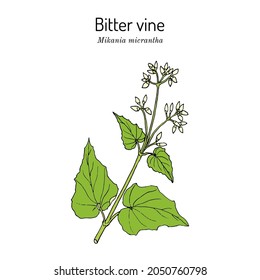 Vina amarga, o cuerda americana (Mikania micrantha), planta medicinal. Ilustración de vector botánico dibujada a mano